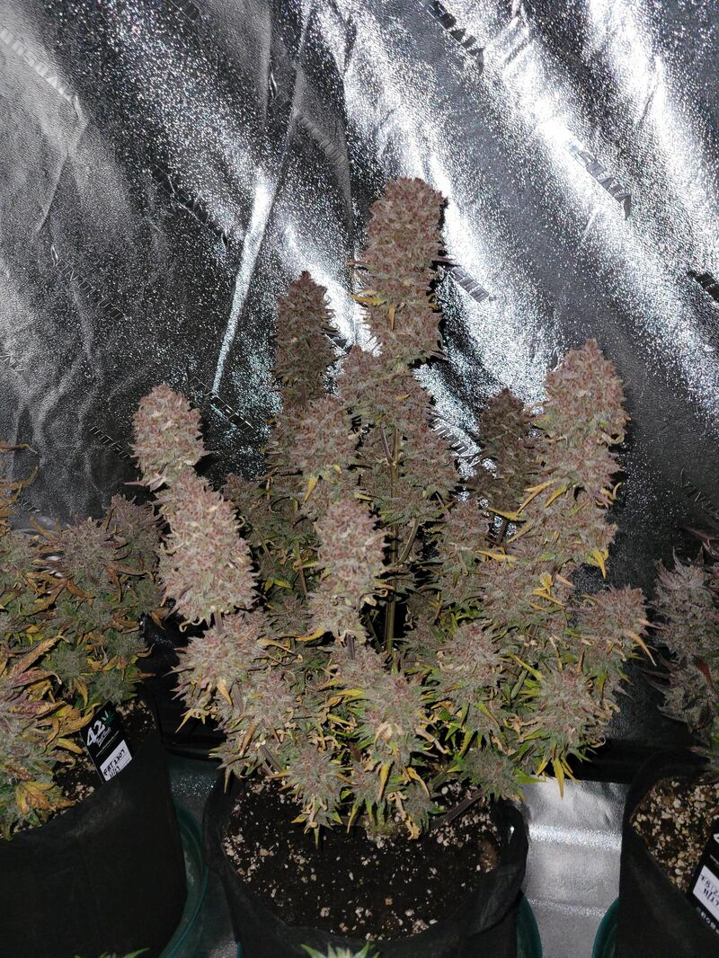 Guava Auto, Фасовка: 5, изображение 24